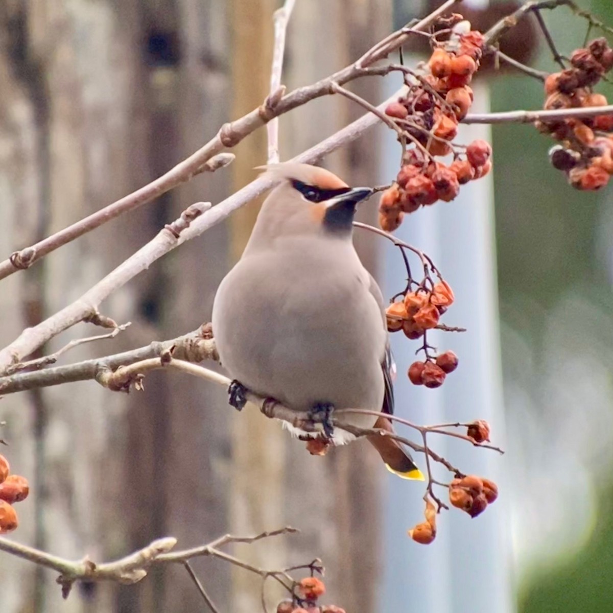 Bohemian Waxwing - Detlef Buettner