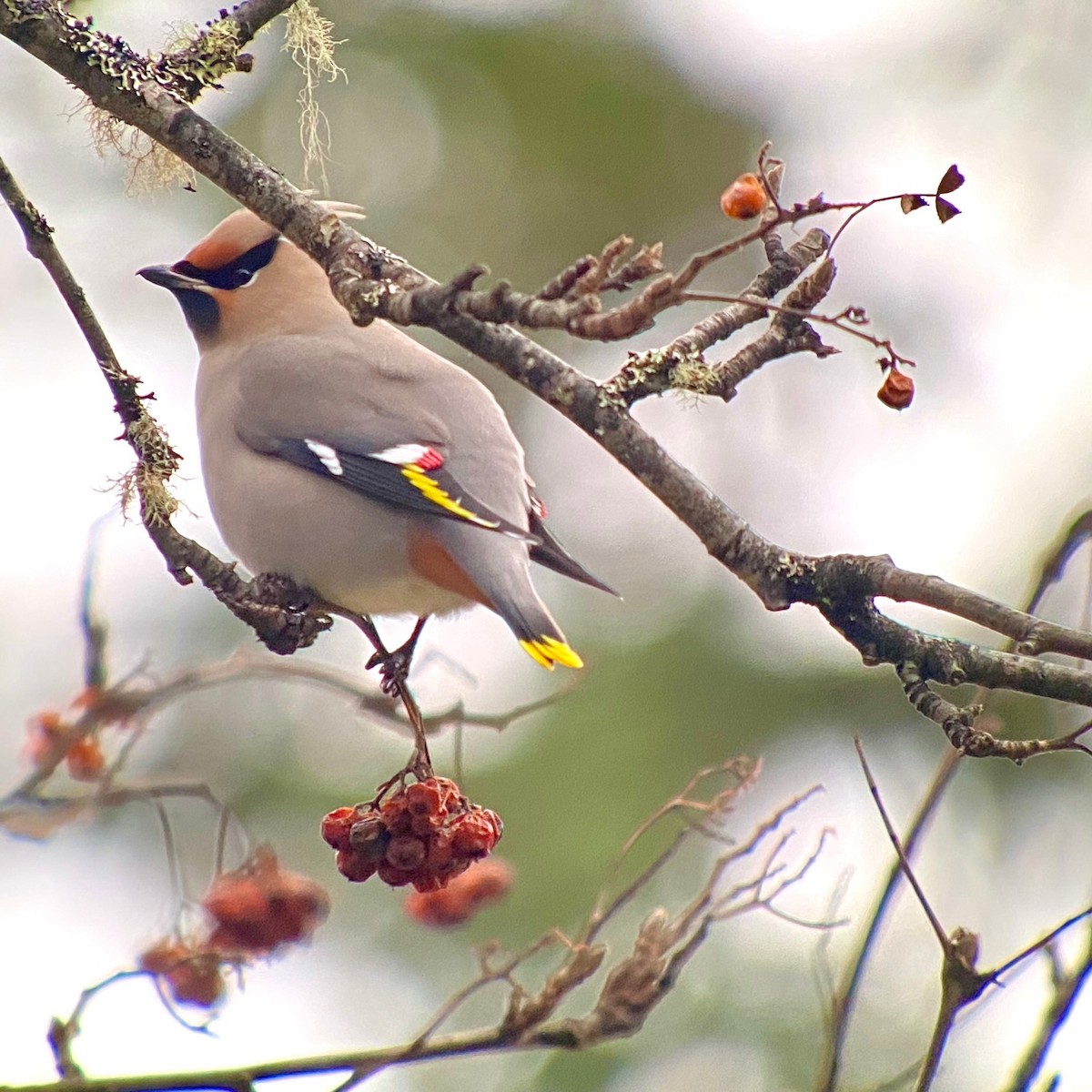 Bohemian Waxwing - ML520526011