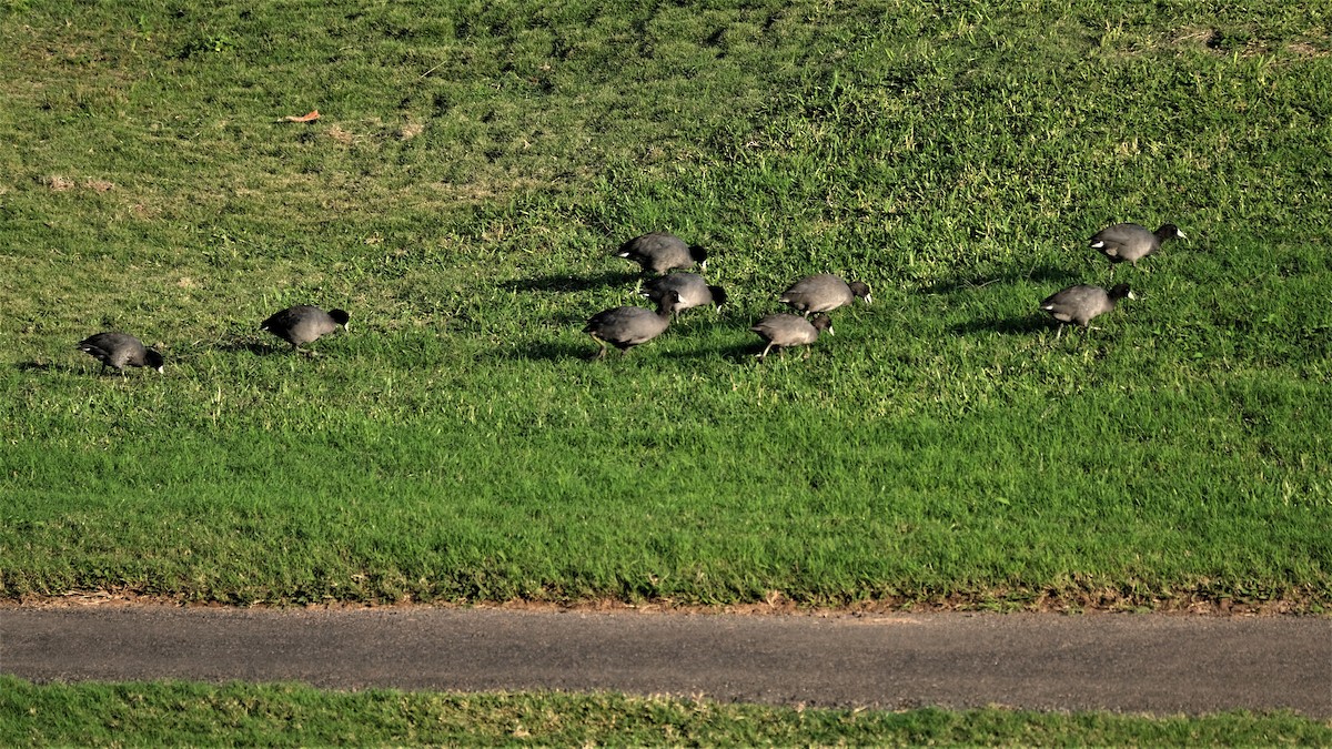 American Coot - ML520526901