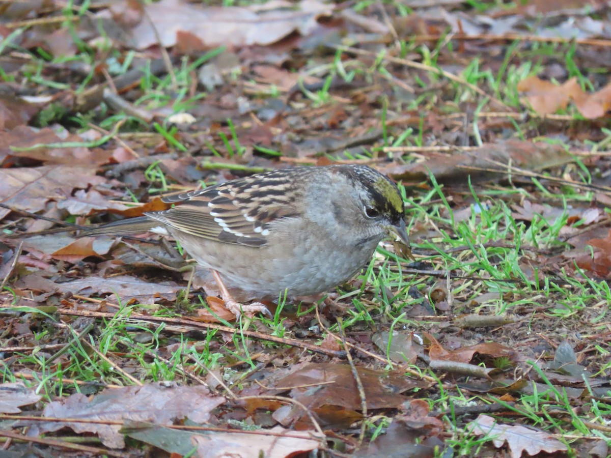 Golden-crowned Sparrow - ML520526931