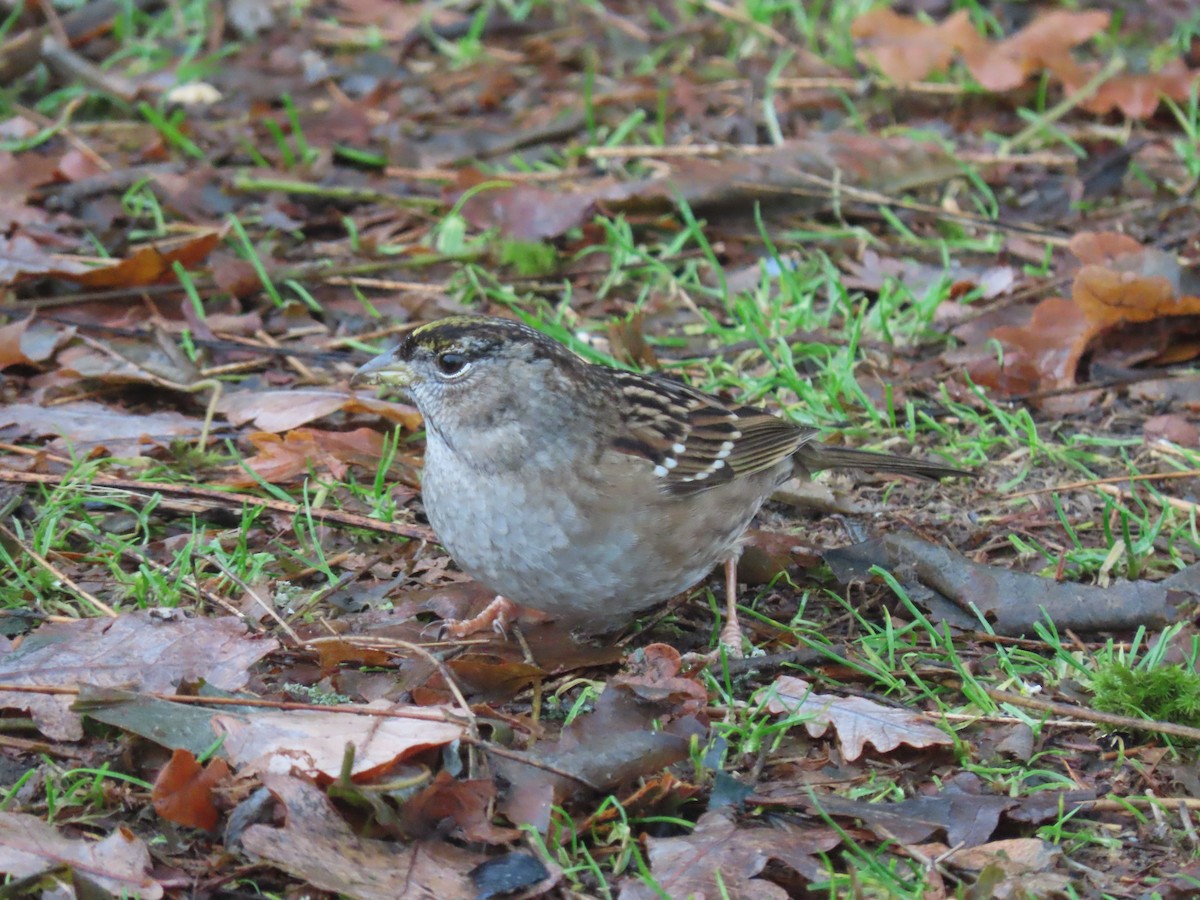 Golden-crowned Sparrow - ML520526941