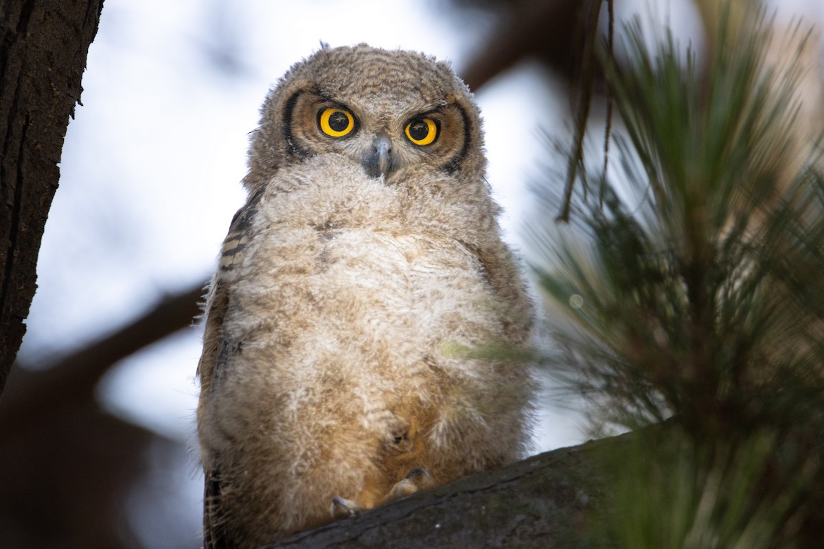 Lesser Horned Owl - ML520527281