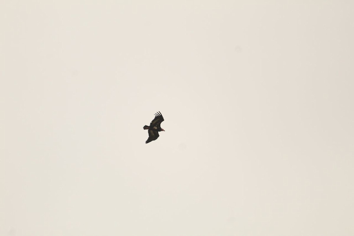 Red-headed Vulture - ML520528461