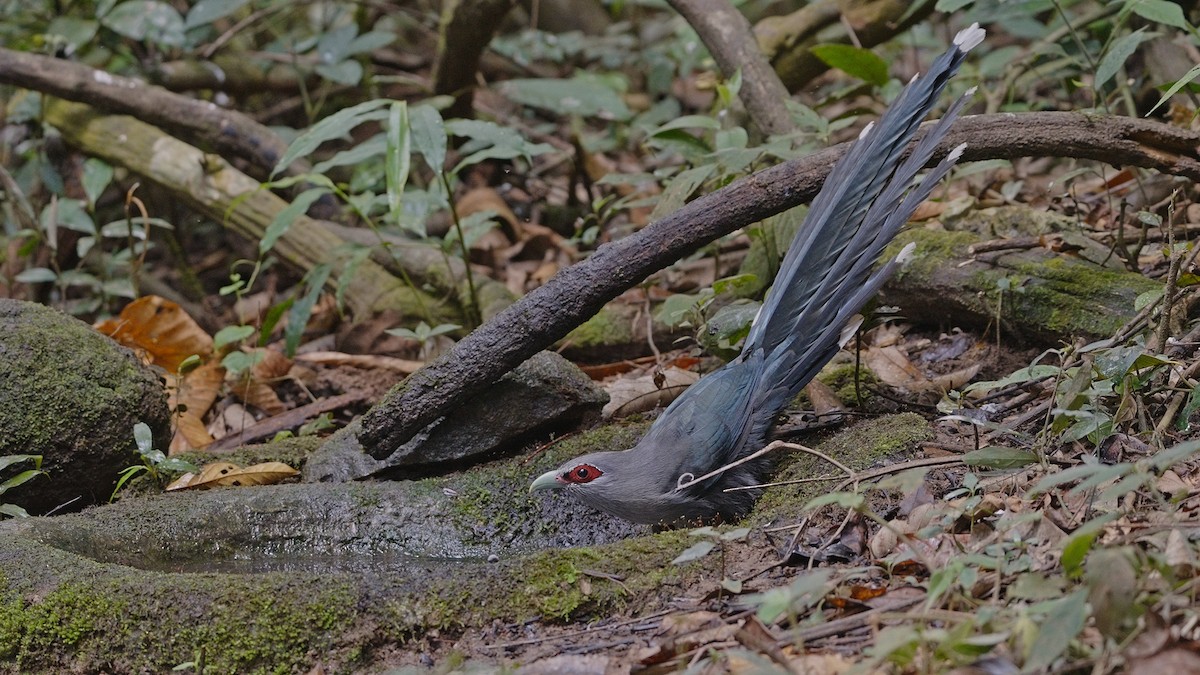 Green-billed Malkoha - ML520528841