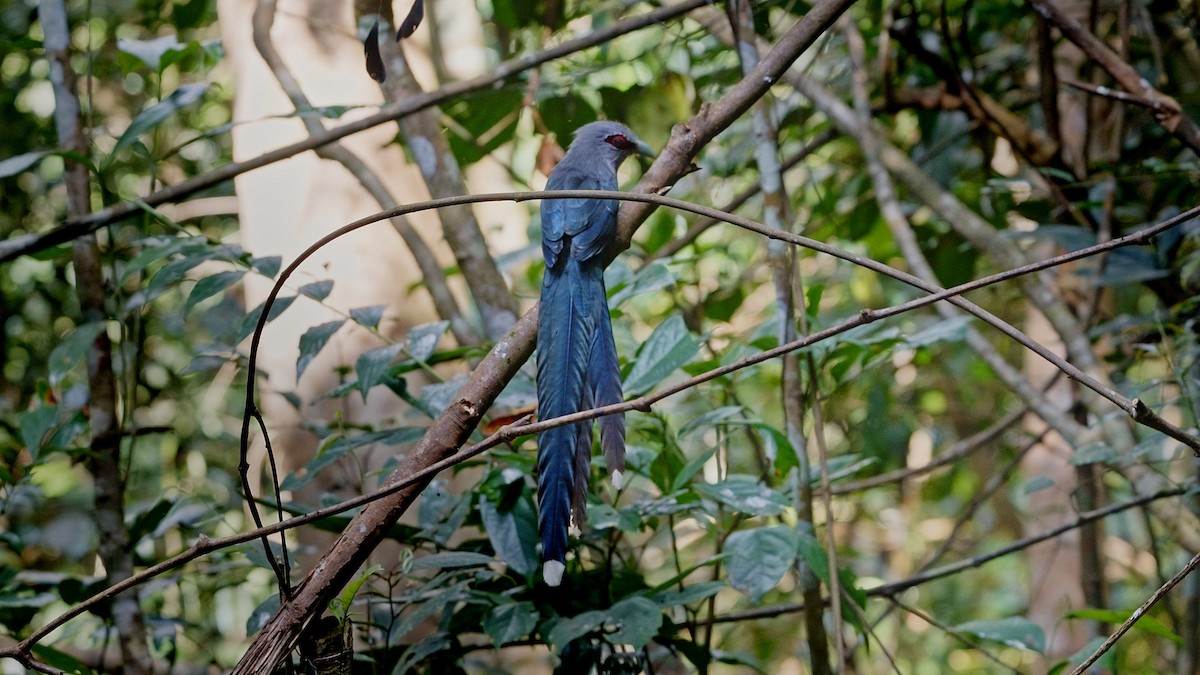 Green-billed Malkoha - ML520528851