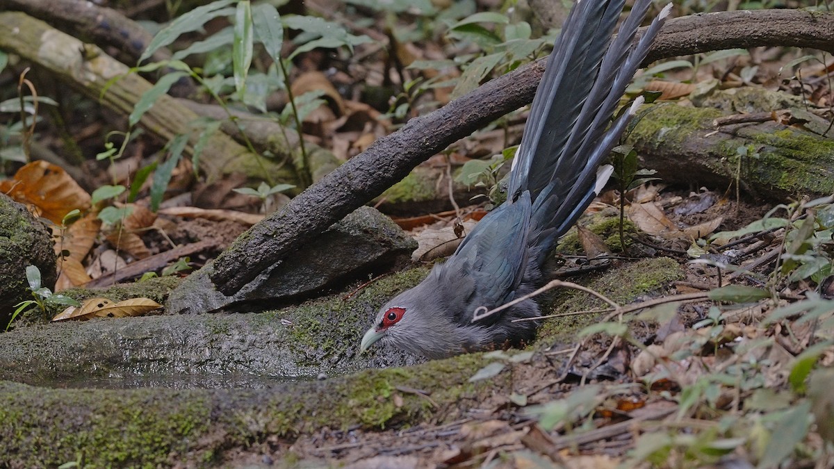 Green-billed Malkoha - ML520528861