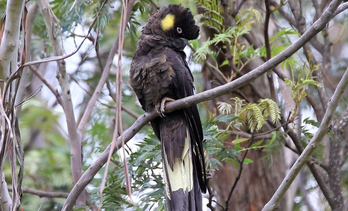 Yellow-tailed Black-Cockatoo - ML520529691