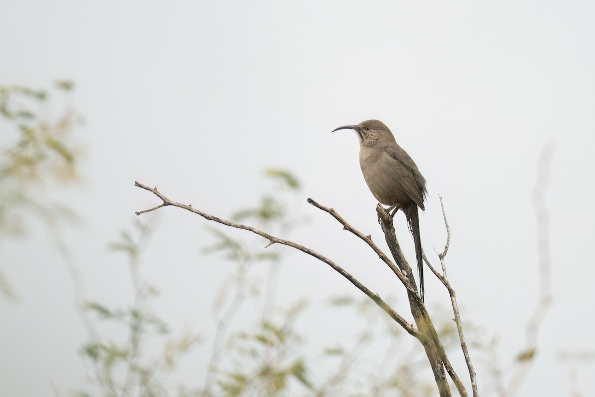 Crissal Thrasher - ML520529781
