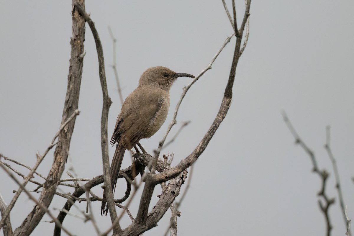 LeConte's Thrasher - ML520529821