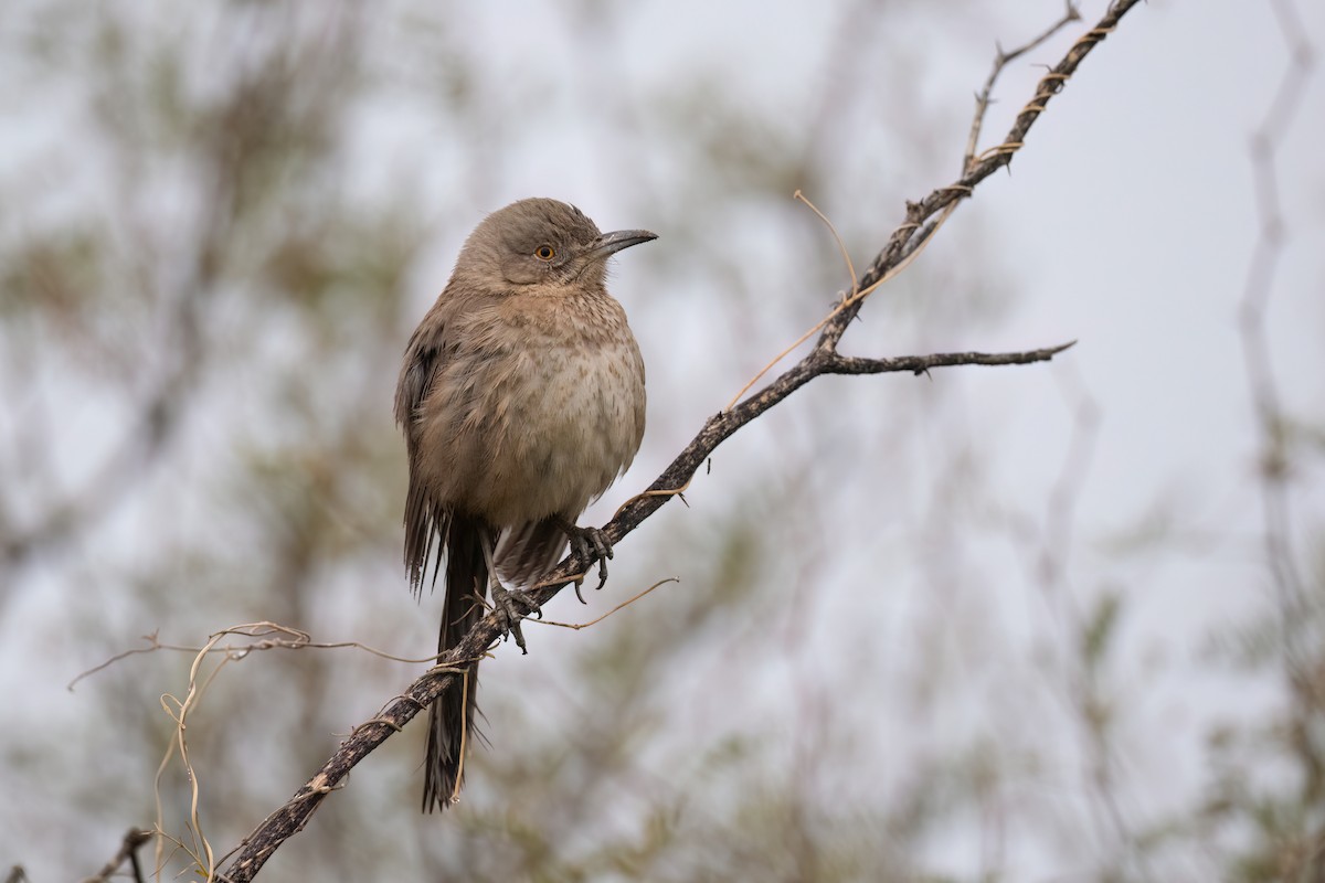 Bendire's Thrasher - ML520529951