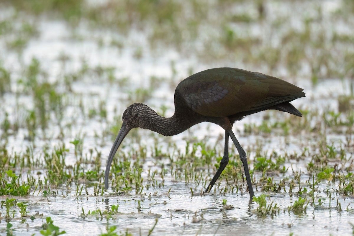 White-faced Ibis - ML520530181