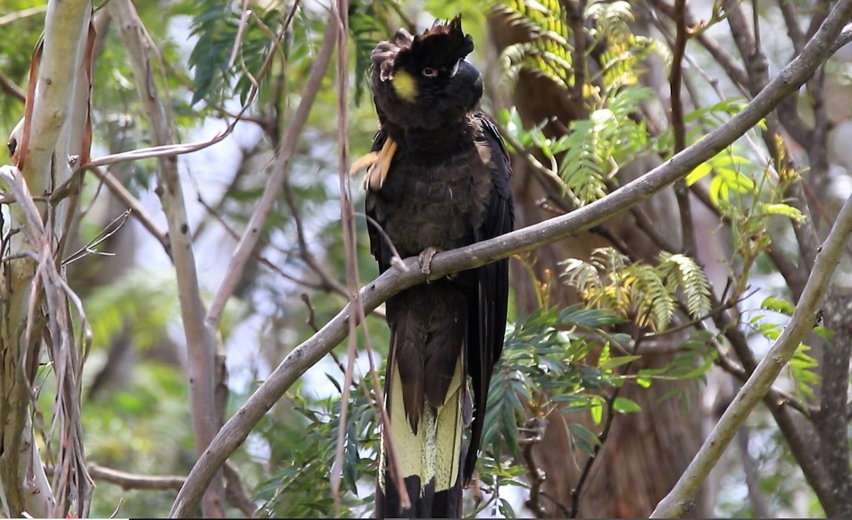 Yellow-tailed Black-Cockatoo - ML520531041
