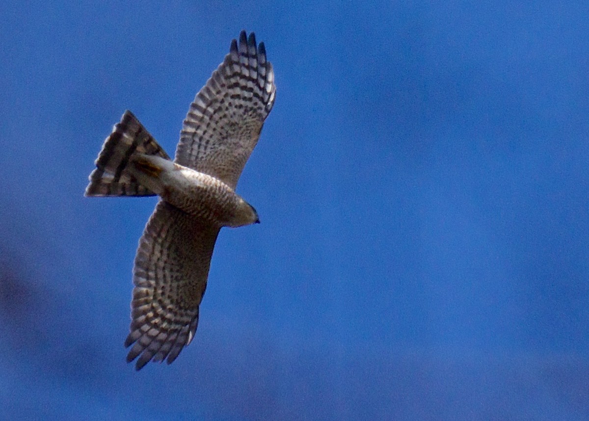 Sharp-shinned Hawk - ML52053171