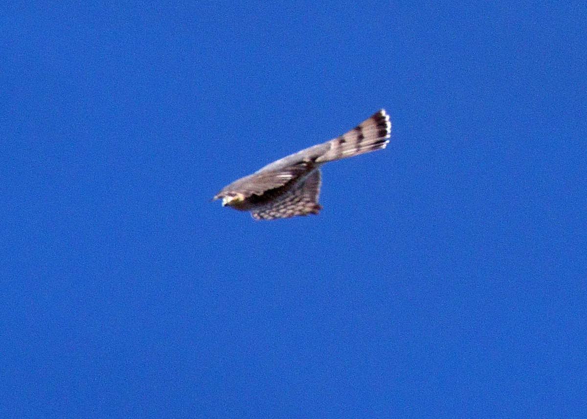 Sharp-shinned Hawk - ML52053181