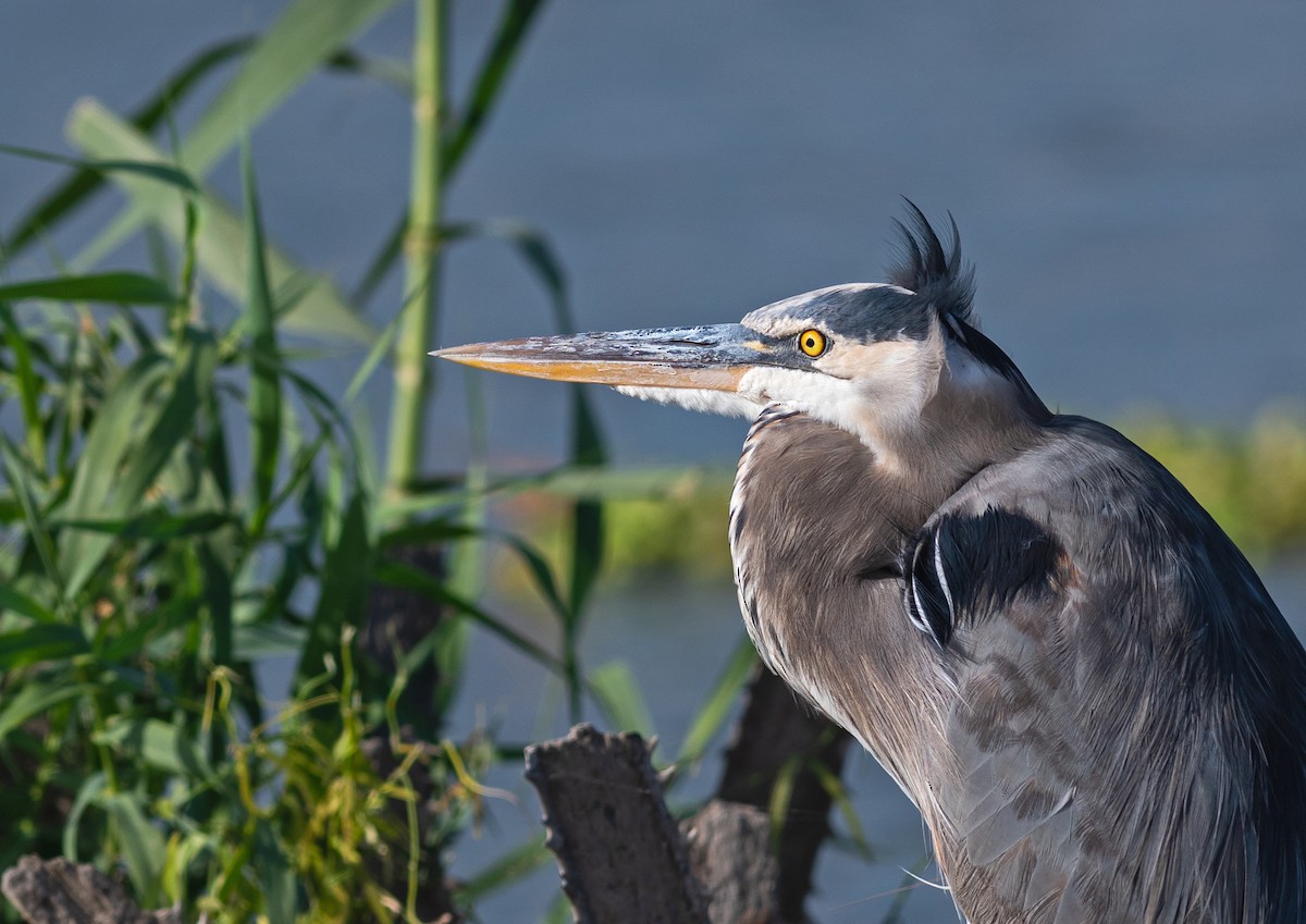 Garza Azulada - ML520531891