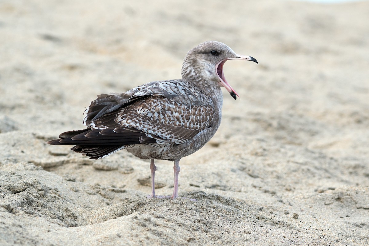 Gaviota Californiana - ML520532041