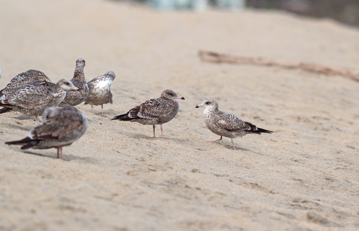 California Gull - ML520532081