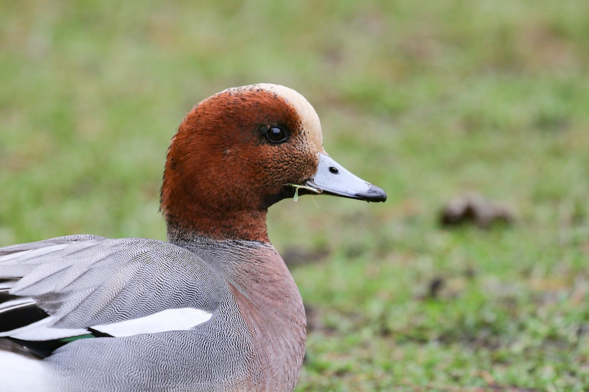 Eurasian Wigeon - Marie O'Shaughnessy