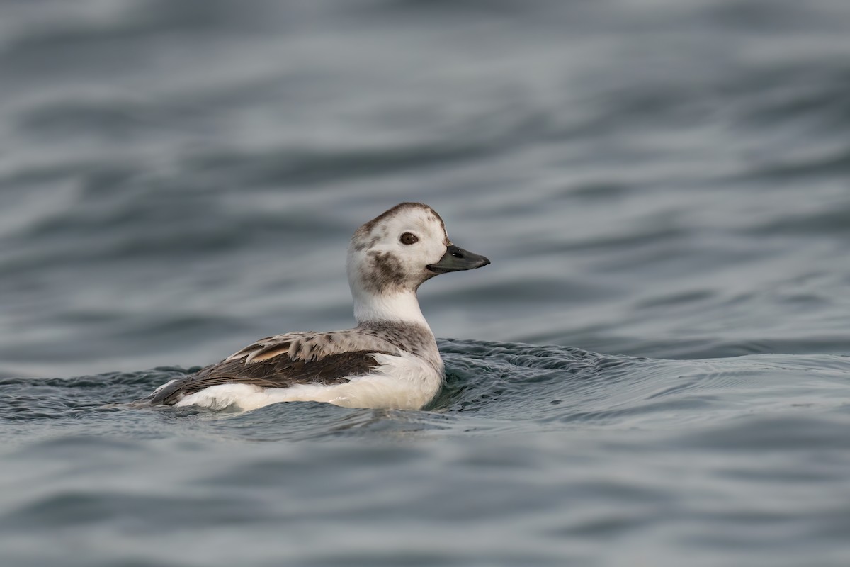 Long-tailed Duck - ML520533971