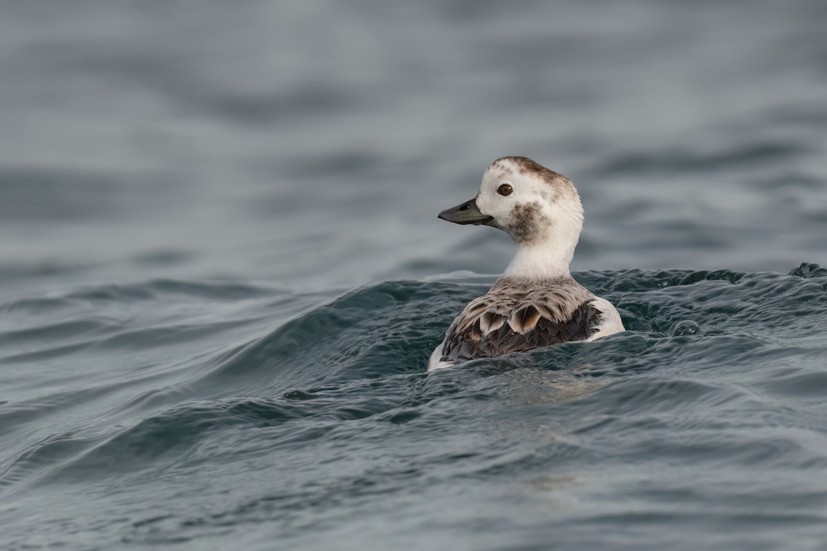 Long-tailed Duck - ML520533981