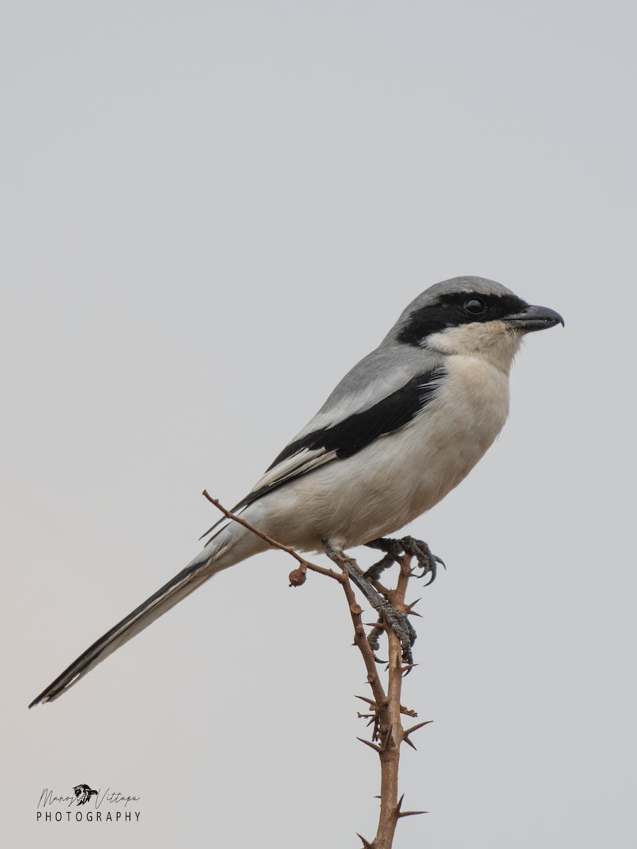 Great Gray Shrike (Indian) - ML520534511