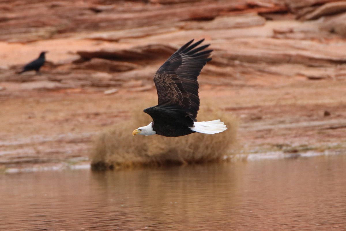 Bald Eagle - Roy Morris