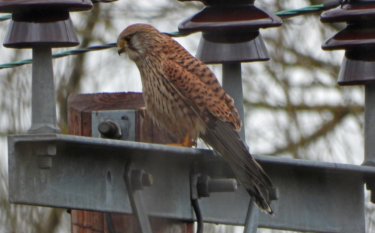 Eurasian Kestrel - ML520537491