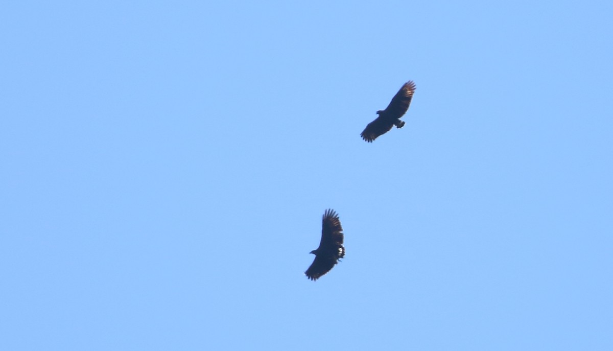 Solitary Eagle - ML520538251