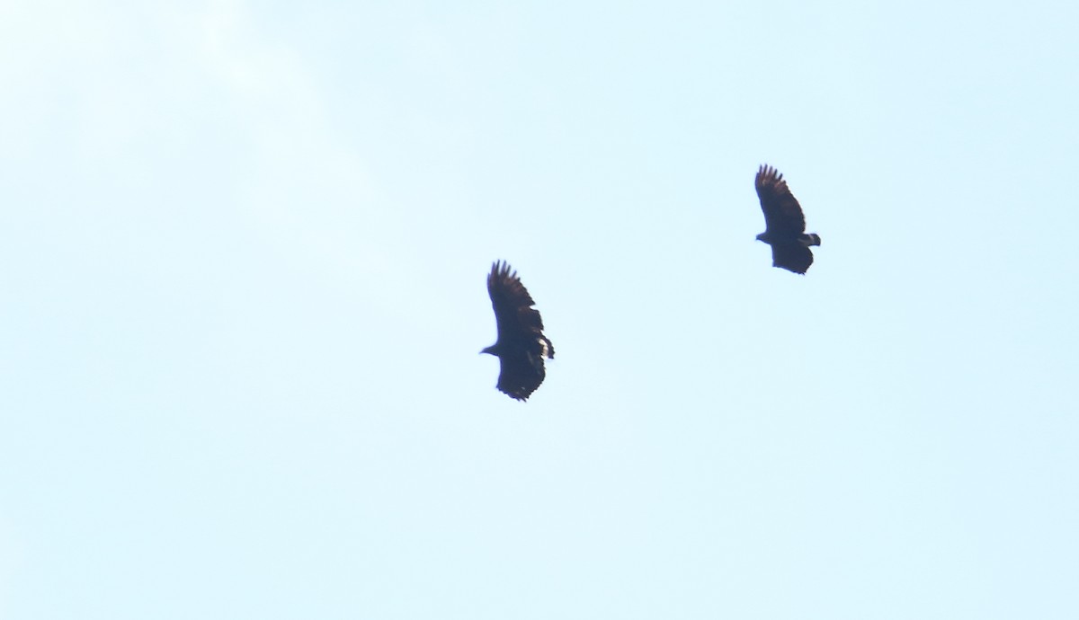 Solitary Eagle - ML520538261