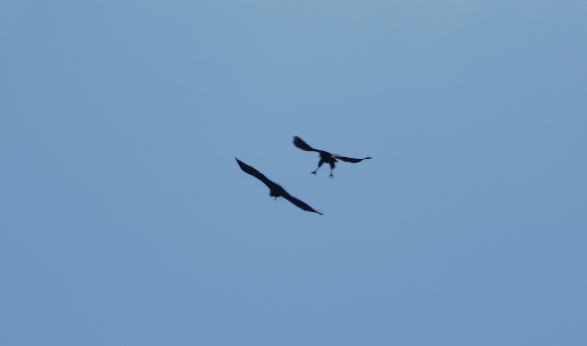 Solitary Eagle - ML520538271