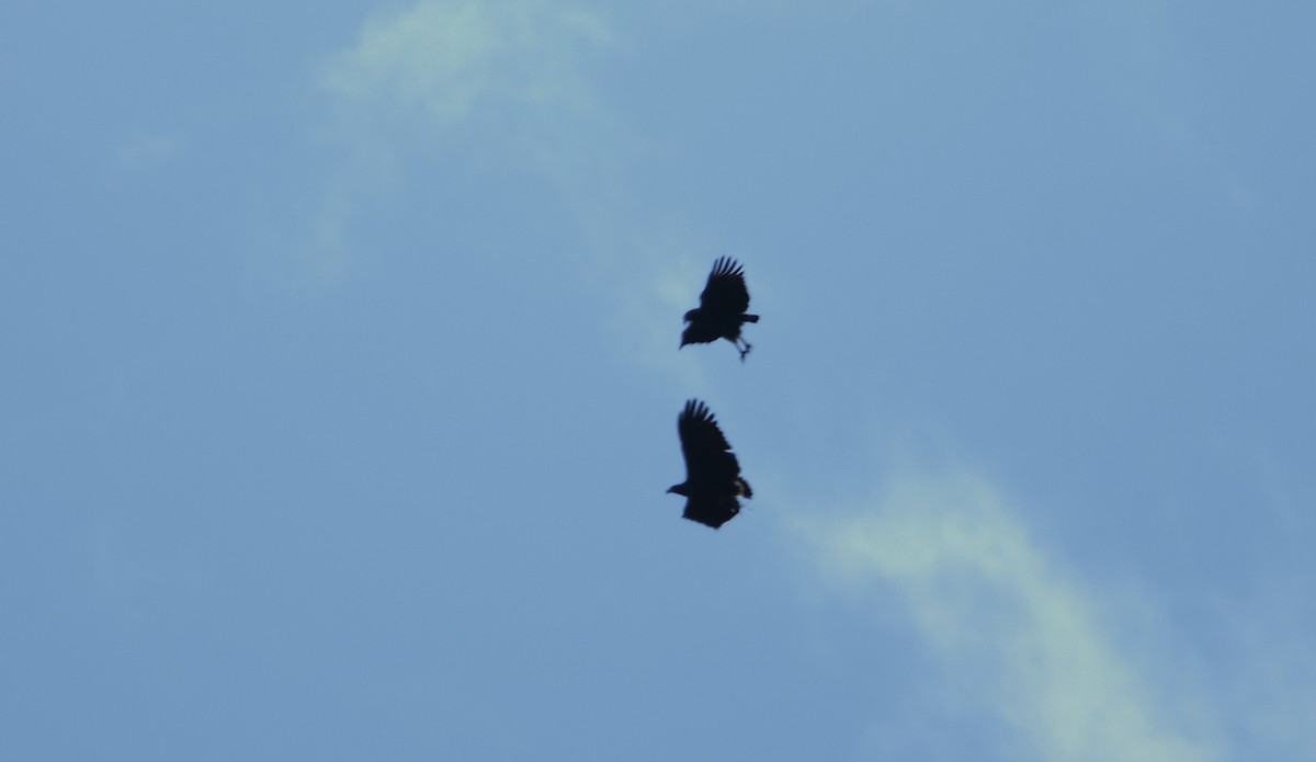 Solitary Eagle - ML520538281
