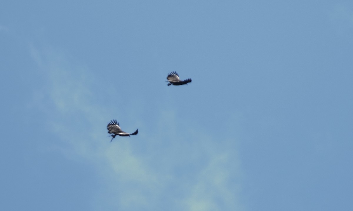 Solitary Eagle - ML520538291