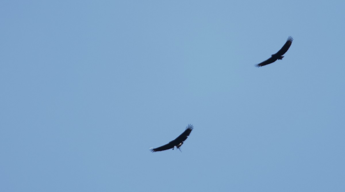 Solitary Eagle - ML520538301