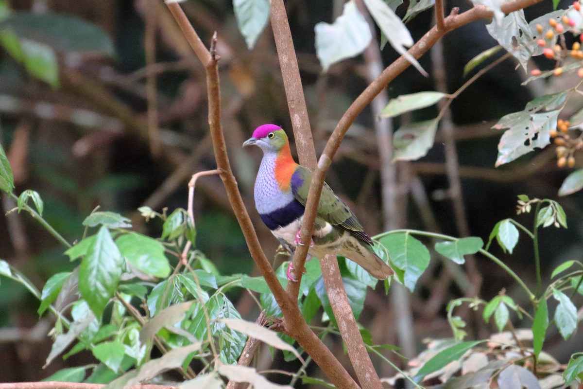 Superb Fruit-Dove - Jon Spicer-Bell