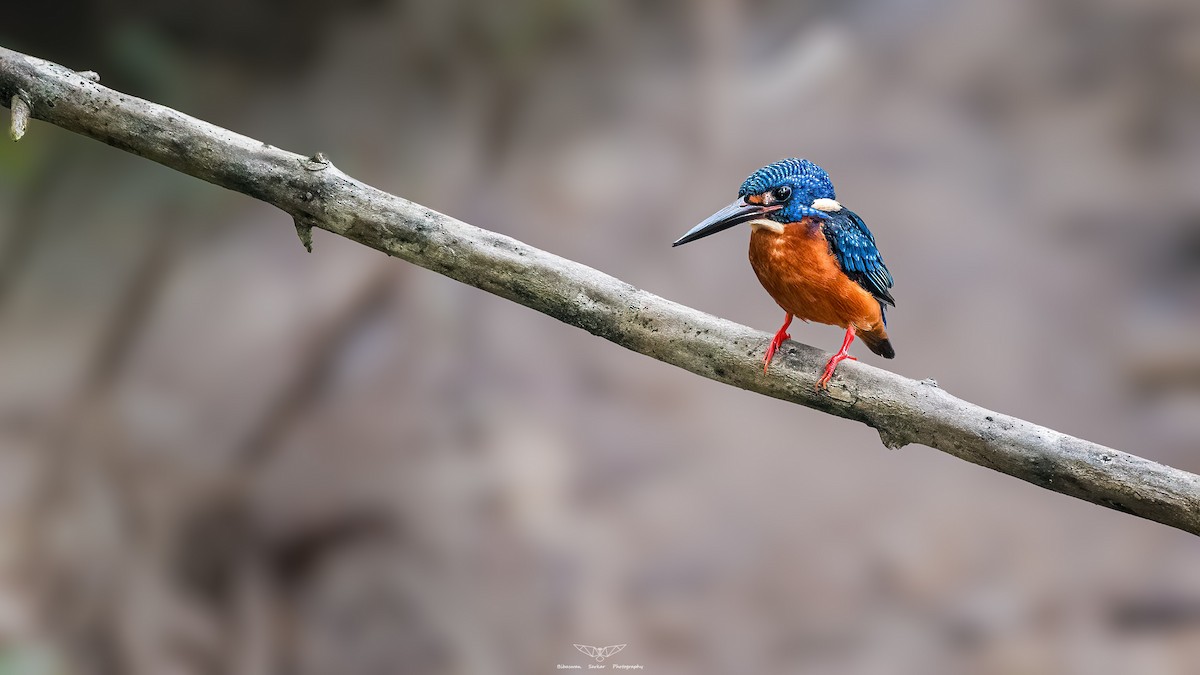 Blue-eared Kingfisher - Bibaswan Sarkar