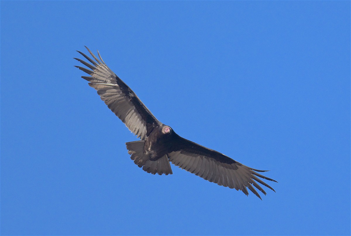 Turkey Vulture - ML520539481