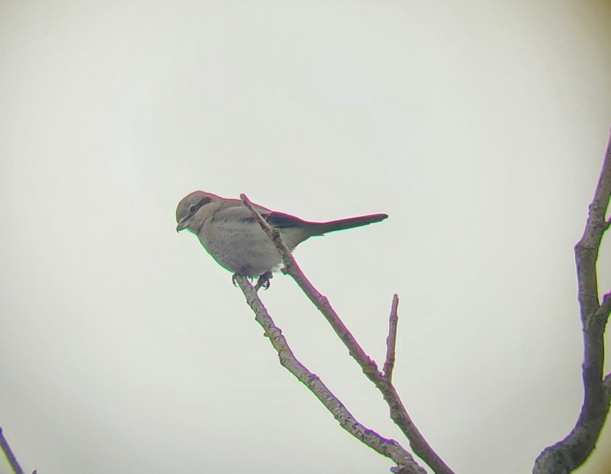 Northern Shrike - ML520539531