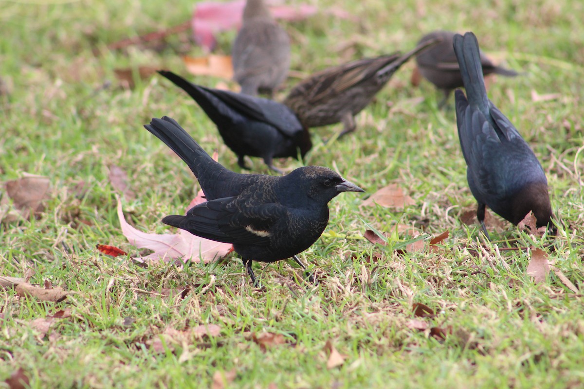 Tricolored Blackbird - ML520541031