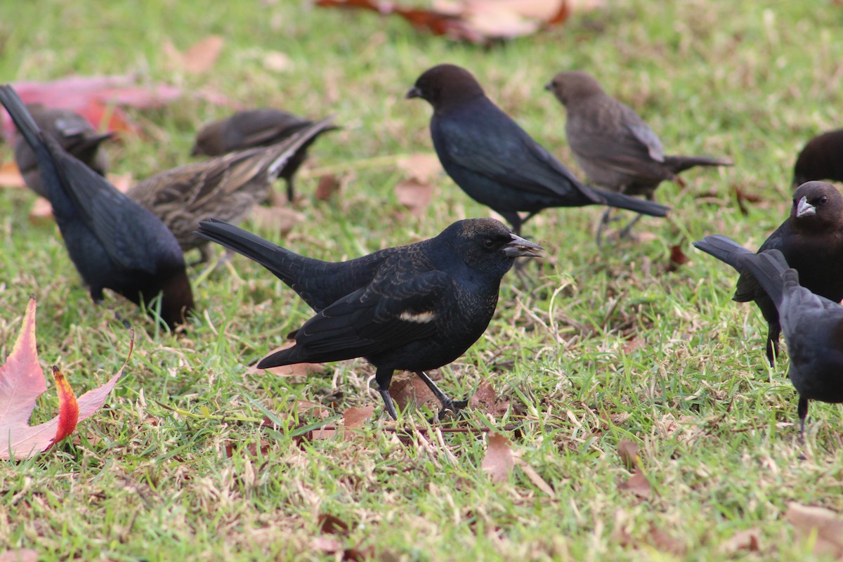 Tricolored Blackbird - ML520541051