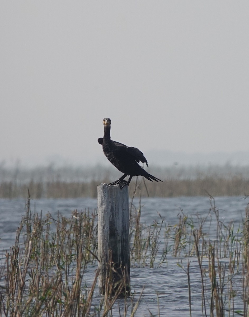 Cormorán Grande - ML520541221