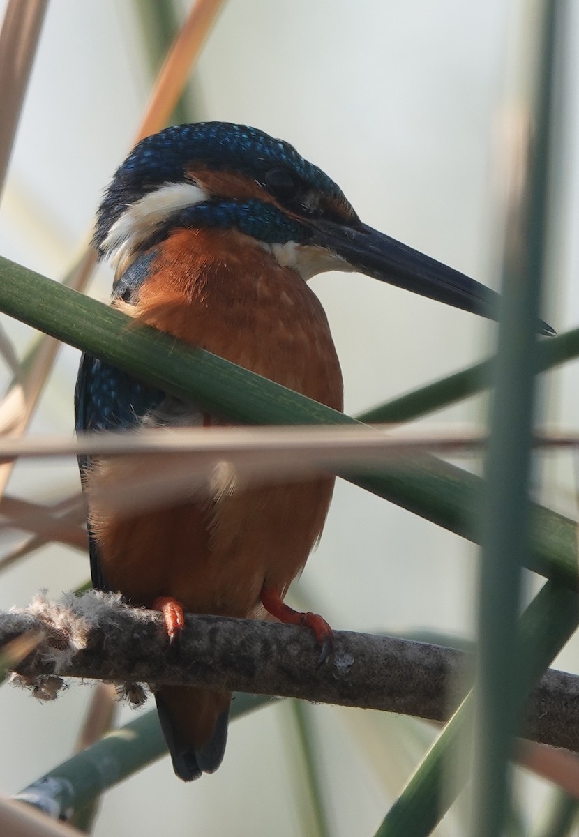 Martin-pêcheur d'Europe - ML520541721