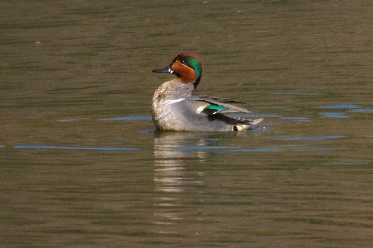 Green-winged Teal - ML52054181