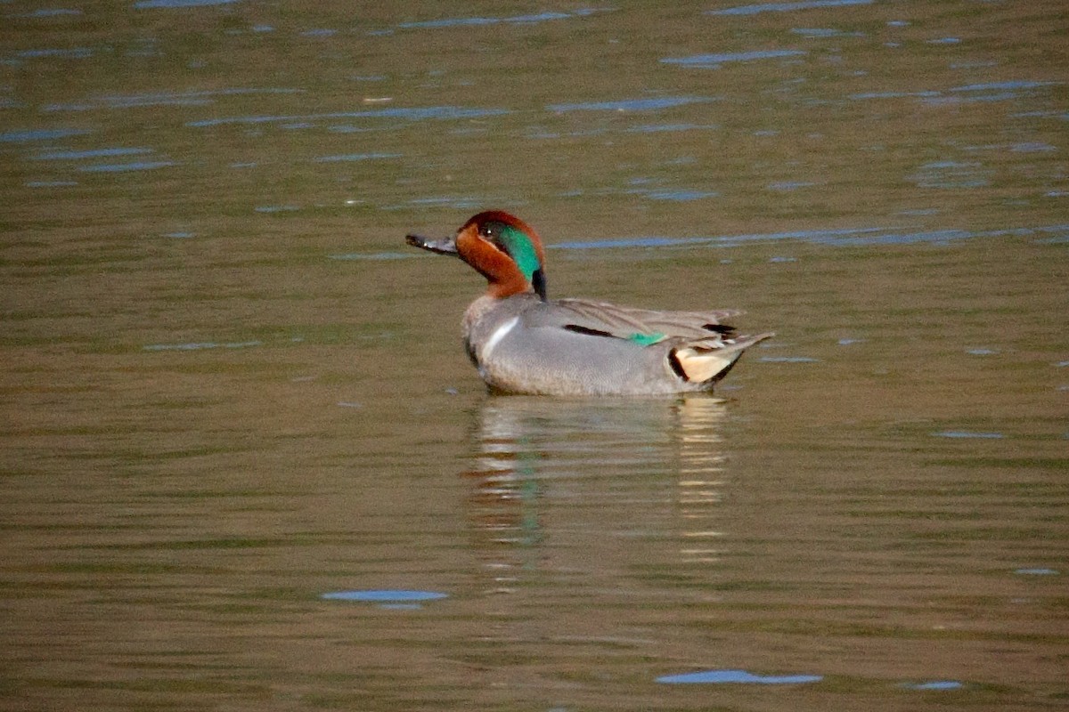 Green-winged Teal - ML52054191