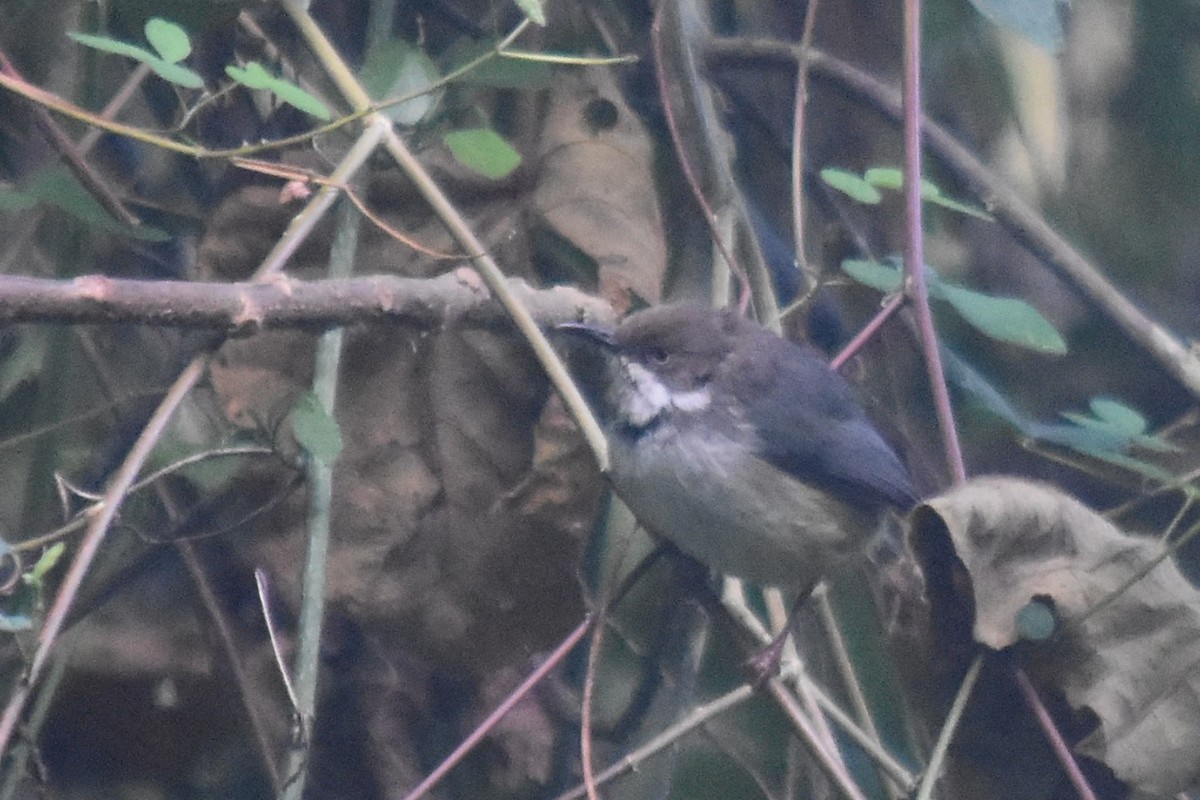 Bar-throated Apalis - ML520542111