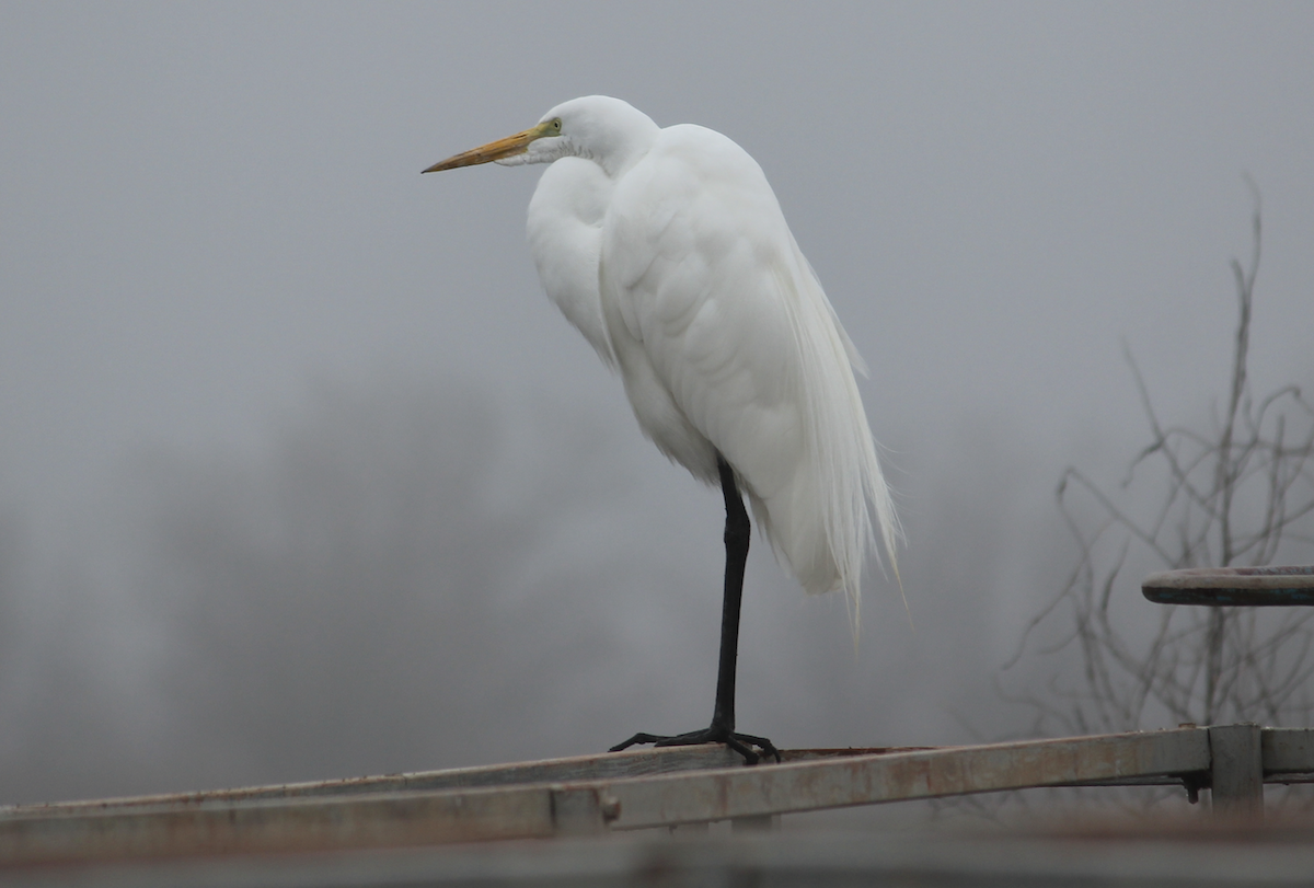 Great Egret - ML520542641