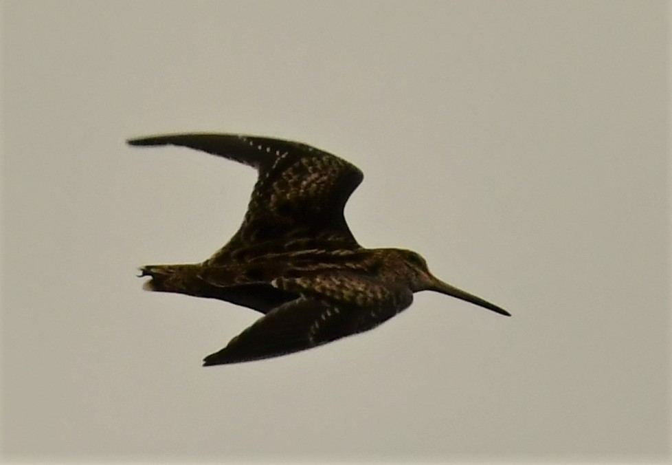 Latham's Snipe - ML520543451