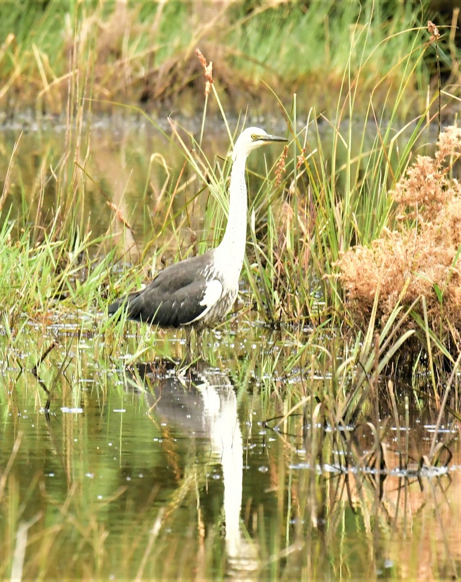 Pacific Heron - ML520543501