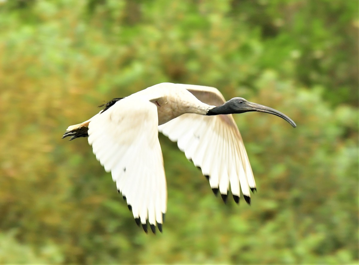Australian Ibis - ML520543601