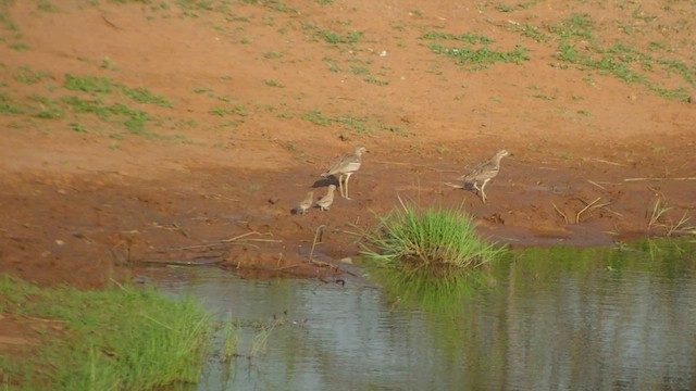 Water Thick-knee - ML520546141