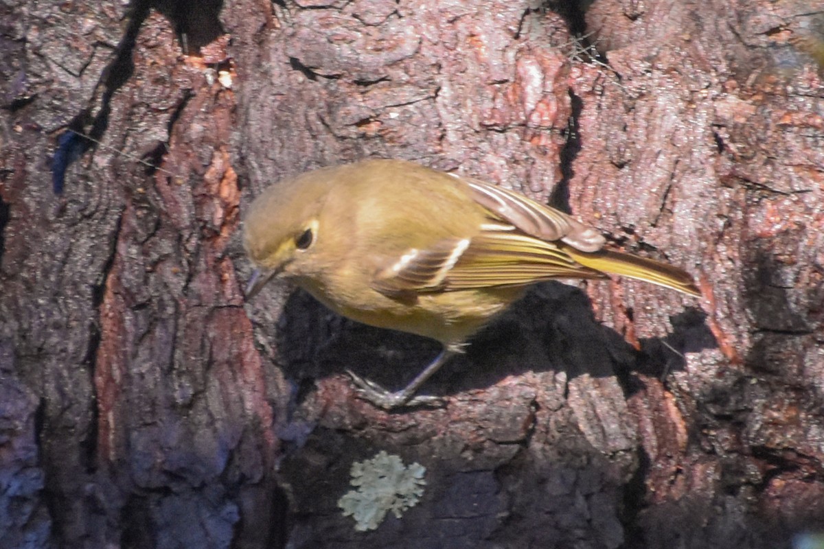 Hutton's Vireo - ML520546421